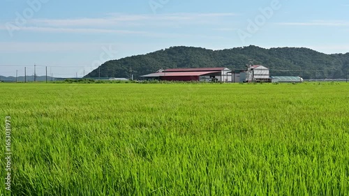 Korean traditional rice farming. Korean rice farming scenery. Korean rice paddies.Rice field and the sky in Ganghwa-do, Incheon, South Korea.