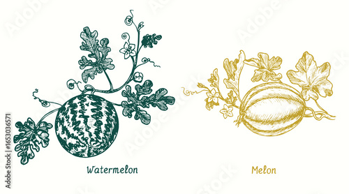 Watermelon (Citrullus lanatus), Melon ( Cucurbitaceae ) fruit on twig with leaves and flowers. Ink doodle drawing in woodcut style