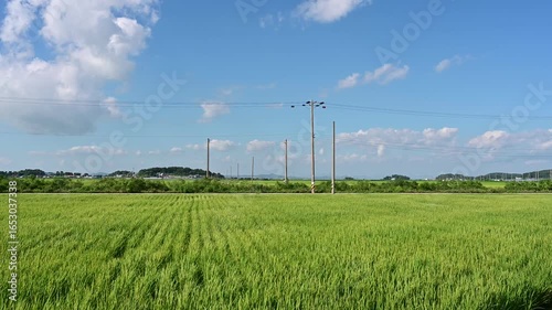 Korean traditional rice farming. Korean rice farming scenery. Korean rice paddies.Rice field and the sky in Ganghwa-do, Incheon, South Korea.