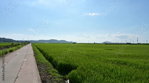 Korean traditional rice farming. Korean rice farming scenery. Korean rice paddies.Rice field and the sky in Ganghwa-do, Incheon, South Korea.