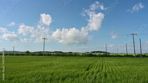 Korean traditional rice farming. Korean rice farming scenery. Korean rice paddies.Rice field and the sky in Ganghwa-do, Incheon, South Korea.