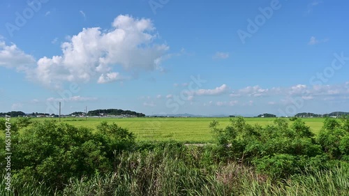 Korean traditional rice farming. Korean rice farming scenery. Korean rice paddies.Rice field and the sky in Ganghwa-do, Incheon, South Korea.