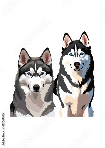 siberian husky dog vector illustration white background