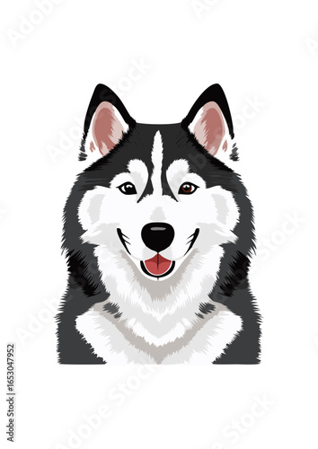 siberian husky dog vector illustration white background