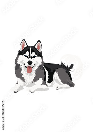 siberian husky dog vector illustration white background