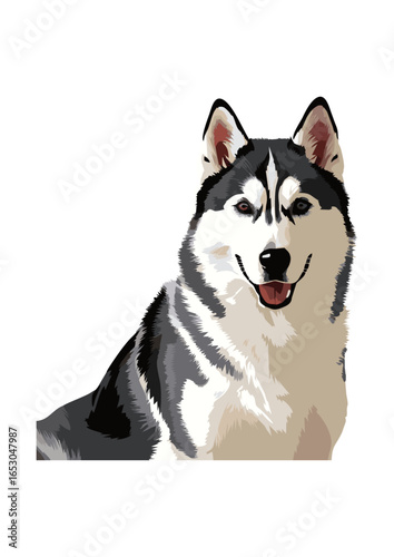 siberian husky dog vector illustration white background