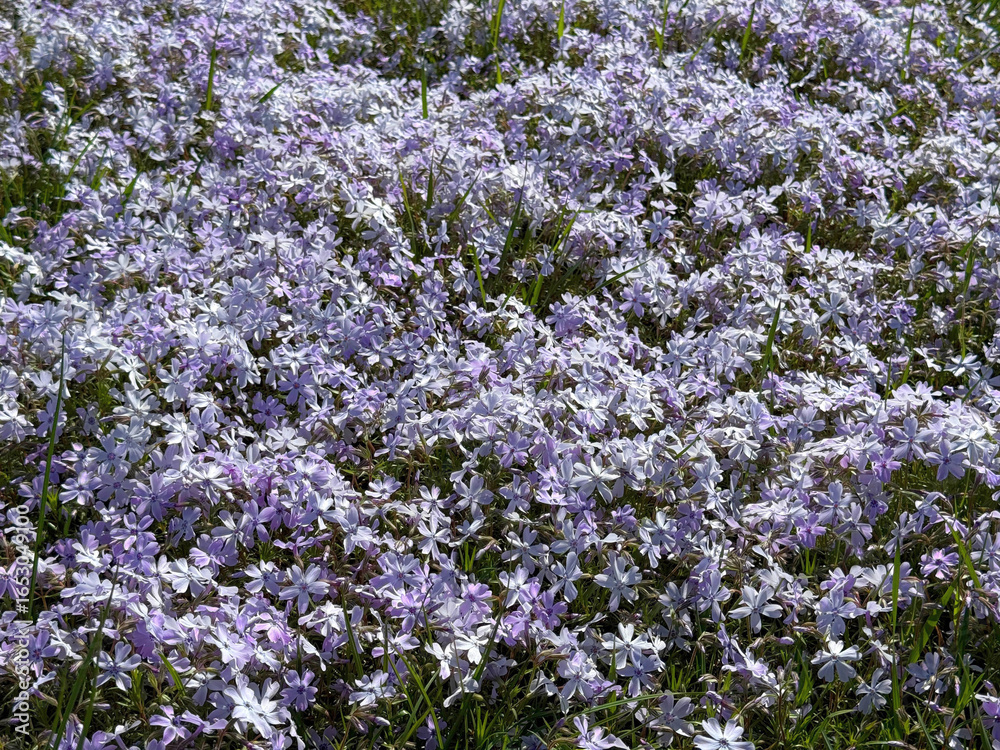 Fototapeta premium Alpine Phlox subulata groundcover violet flowering plant.
