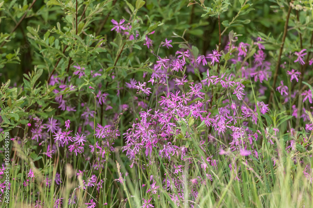 Fototapeta premium Ragged robin flowers growing in the meadow in Poland