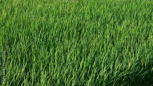 Korean traditional rice farming. Korean rice farming scenery. Korean rice paddies.Rice field and the sky in Ganghwa-do, Incheon, South Korea.