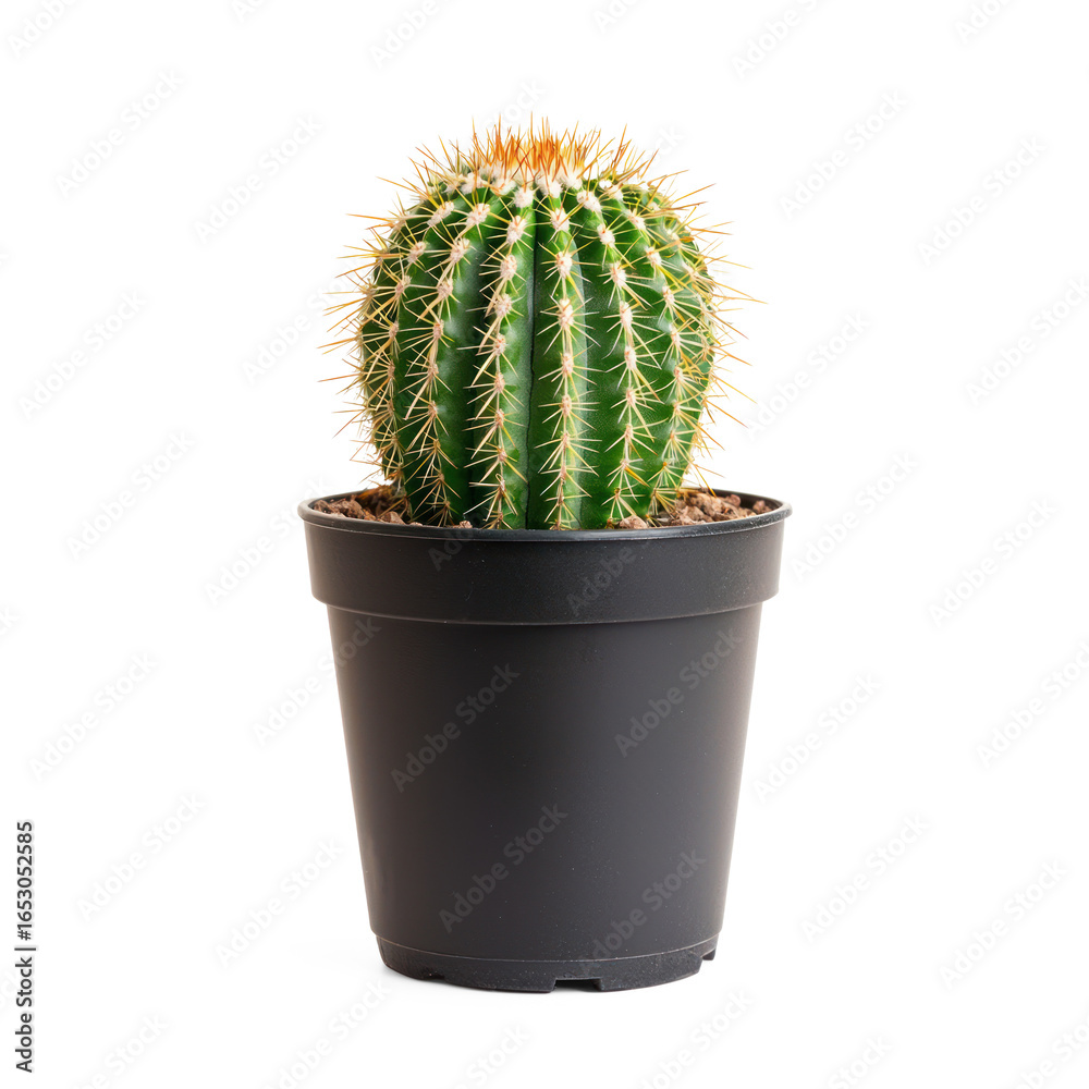 A single goldenrod plant in a black pot on a transparent background A single goldenrod plant in a black pot on a transparent background