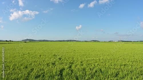 Korean traditional rice farming. Korean rice farming scenery. Korean rice paddies.Rice field and the sky in Ganghwa-do, Incheon, South Korea.
