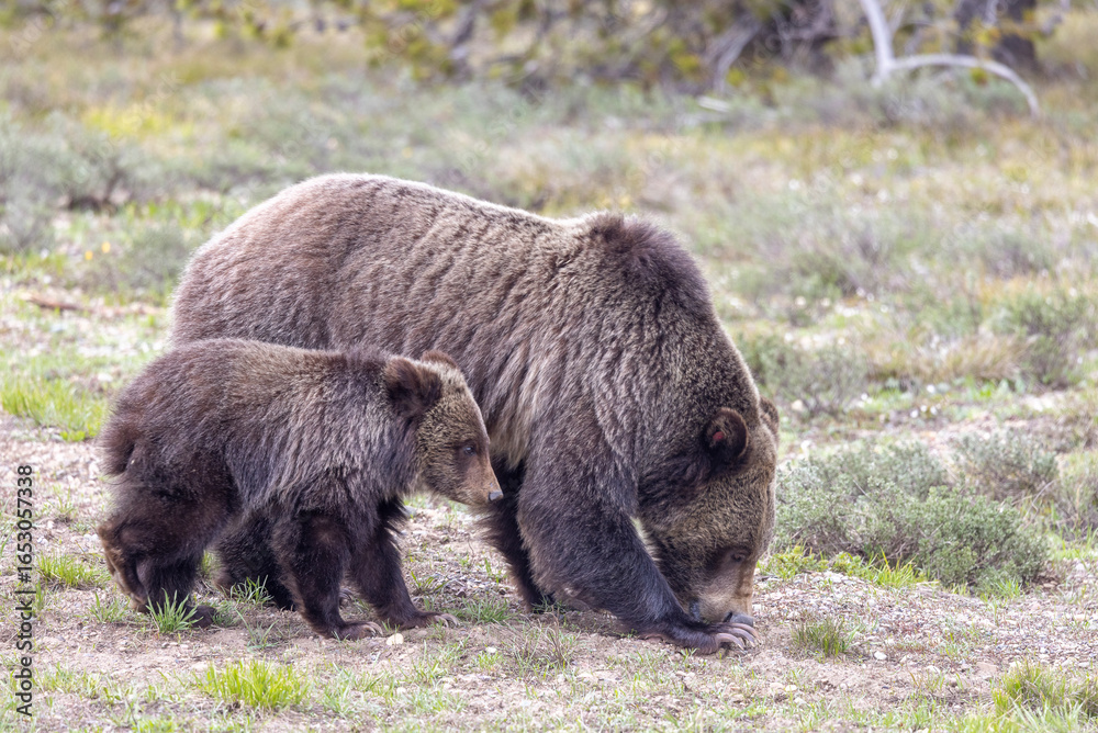 Fototapeta premium Sow and Cub Grizzly Bear in Grand Teton National Park Wyoming in Springtime