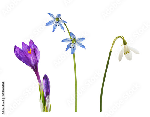 Set of spring flowers (crocus, scilla, snowdrop) isolated on white or transparent background