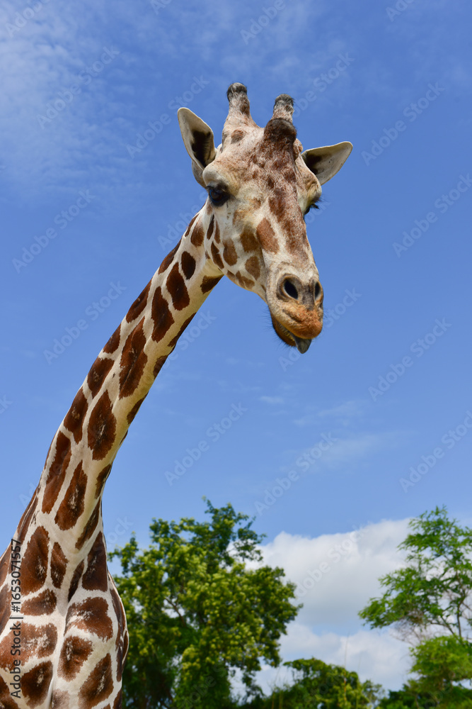 Fototapeta premium head giraffe in the wild