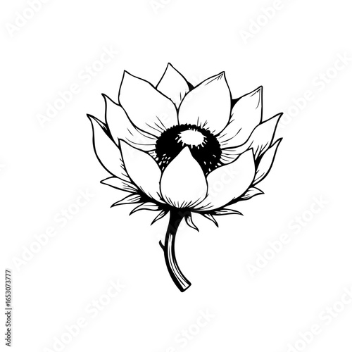 Detailed monochrome illustration of a blooming anemone flower providing artistic and nature inspired design element with organic beauty