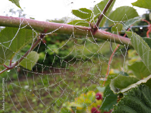 Dropplets of water on a spider web on an early morning