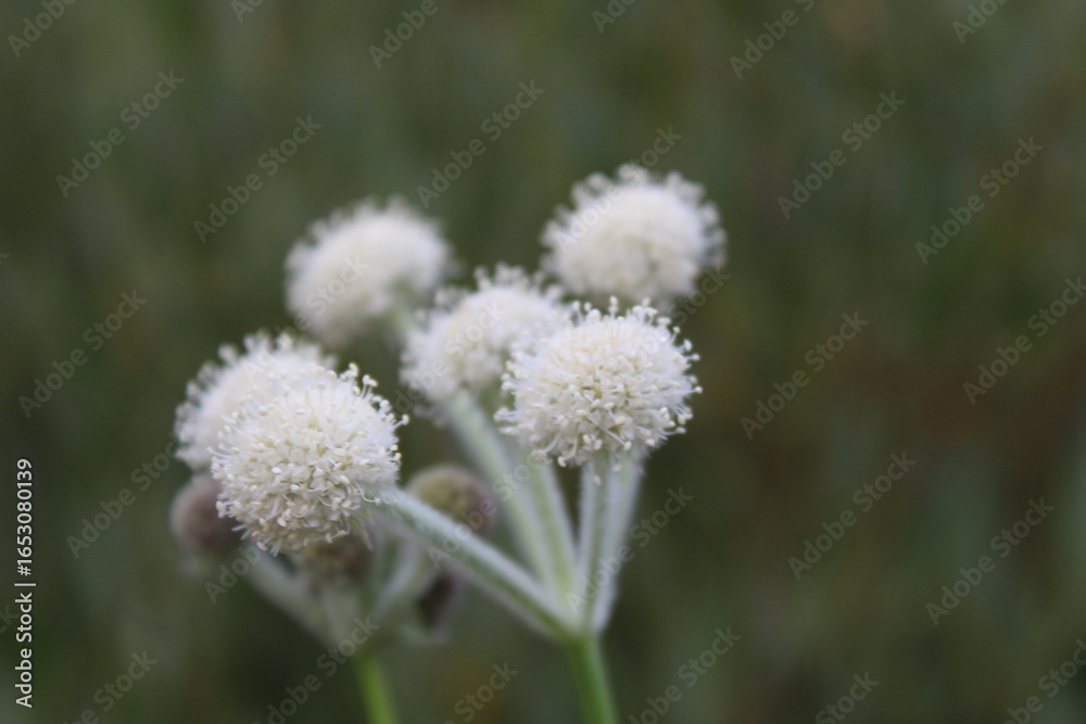 Obraz premium Flowers of the Sierra Nevada's