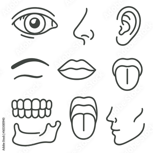 Facial Features Icons. Line style icons of facial features anatomy: eye structure, nose side view, lips shape, ear outline,