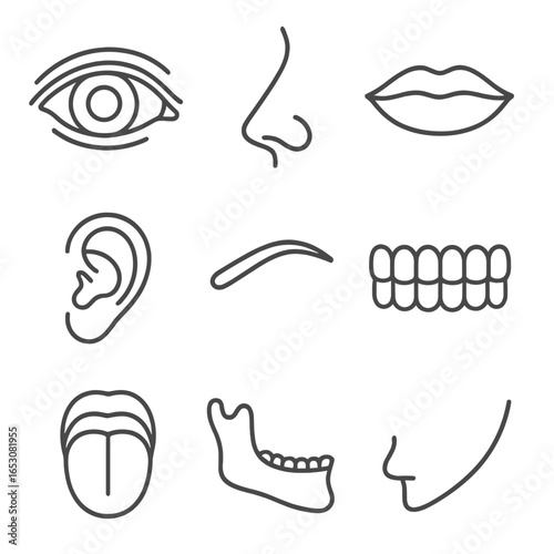 Facial Features Icons. Line style icons of facial features anatomy: eye structure, nose side view, lips shape, ear outline,