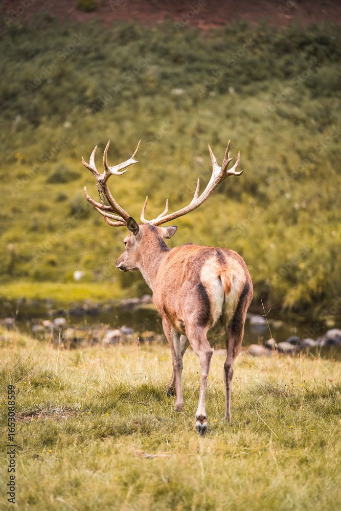 Fototapeta premium deer in the woods