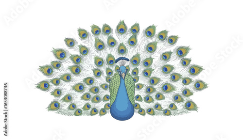Peacock illustration with detailed plumage