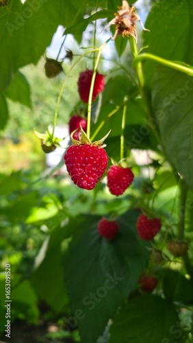wild strawberry on a bush