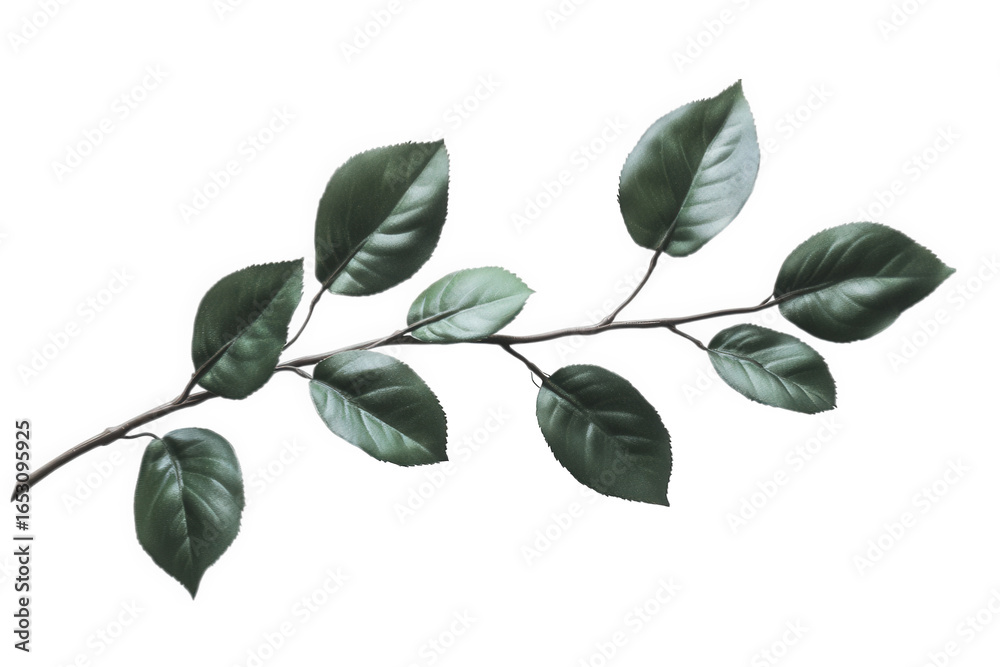 Obraz premium A green leaf branch isolated on transparent background