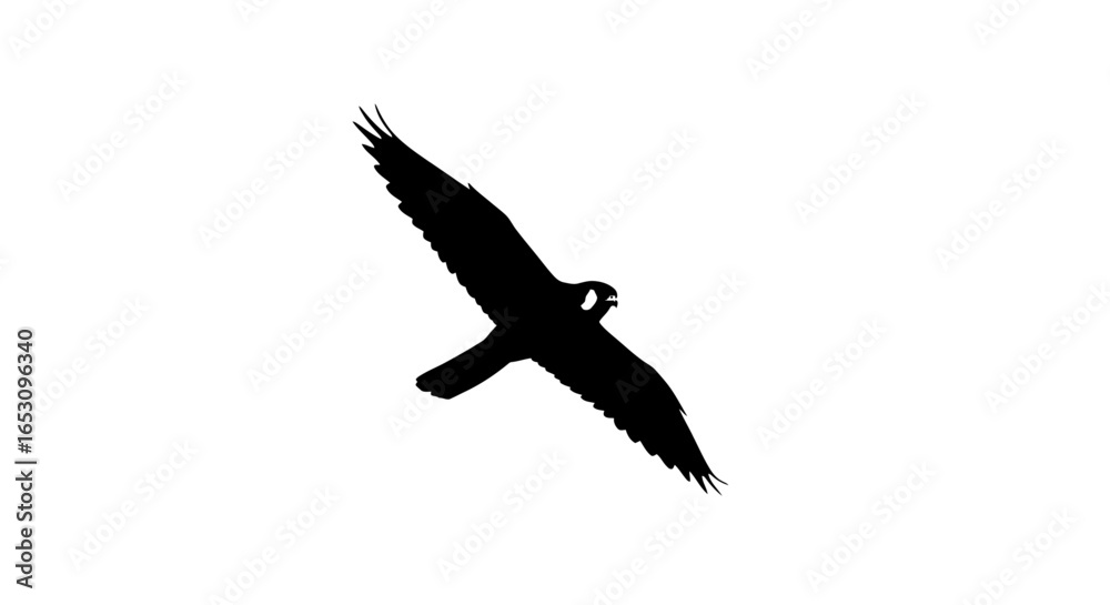 Obraz premium Black Silhouette of a Majestic Bird of Prey Soaring Through the Sky, Captured in Flight