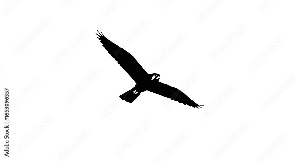 Fototapeta premium Majestic Hawk Silhouette in Flight A Black and White Image