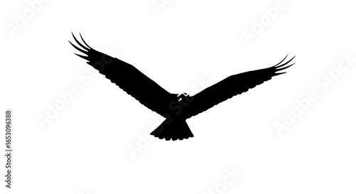 Majestic Bird in Flight A Black and White Silhouette