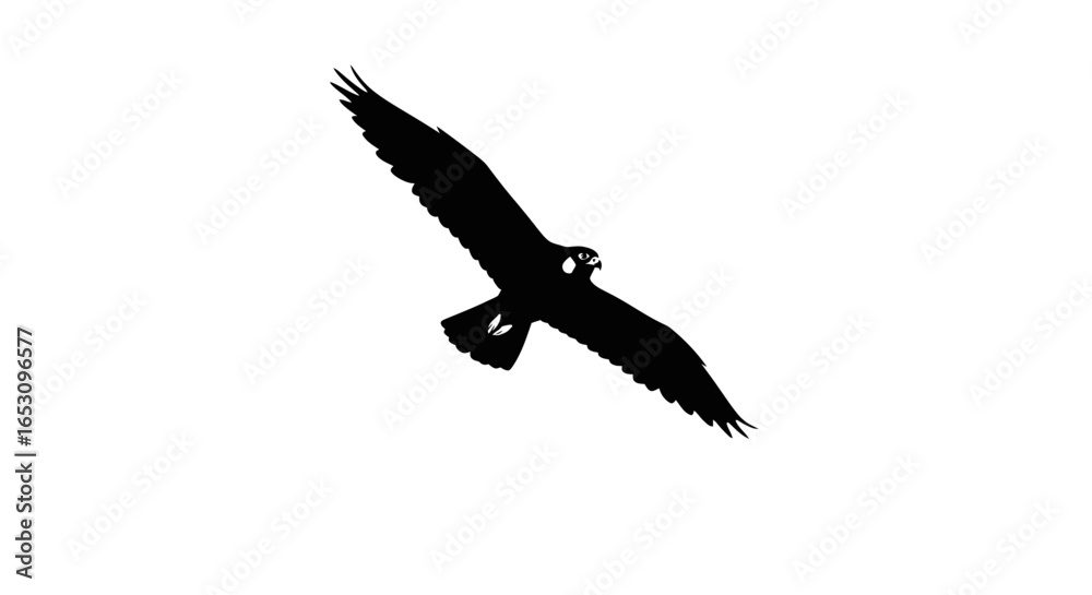 Obraz premium Majestic Bird Silhouette A Black and White Illustration of a Falcon in Flight