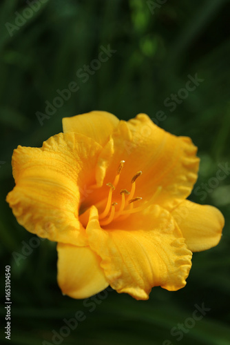 Golden Yellow Daylily 