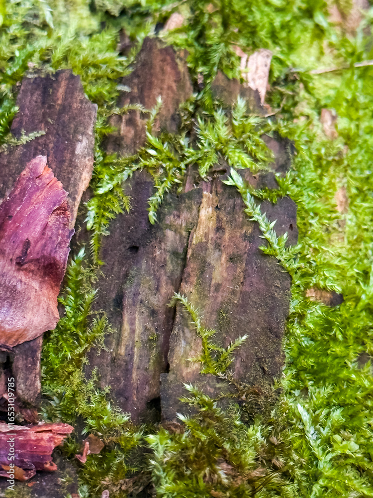 Fototapeta premium Close-Up Of Moss Growing On Rotten Tree Bark