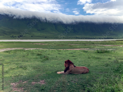 Big male African lion with a beautiful thick mane and scars on the skin resting on a meadow in the Ngorongoro Crater, national park Tanzania.