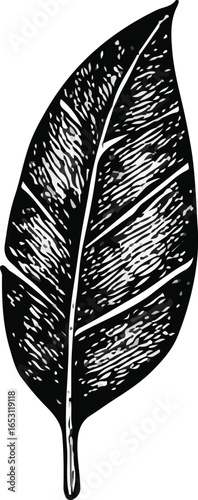 triking Black and White Broad Leaf Illustration for Decorative Art