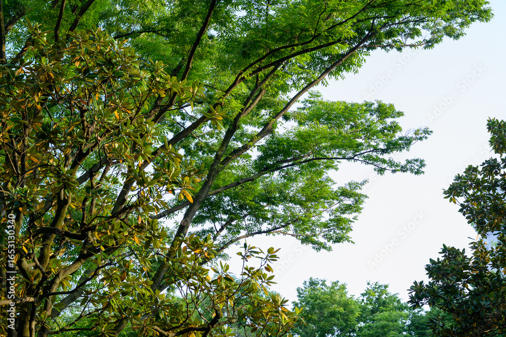 Obraz premium 木々の隙間から見える青空が爽やかな風を感じさせる風景