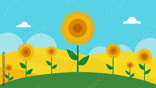 Field of Sunflowers on a Gentle Hill Facing a Blue Sky Nature