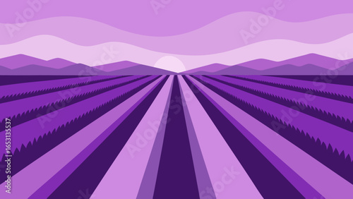 Vibrant Lavender Field Full Bloom Straight Rows Serene Purple Landscape