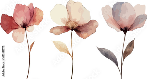 Delicate pink poppies in bloom with seed pods against a white background