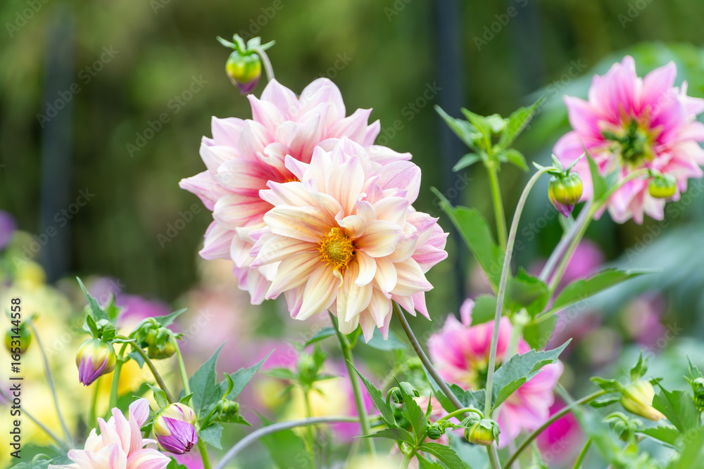Fototapeta premium 淡いピンク色に咲く美しいダリアの花