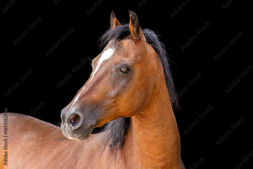 Obraz premium Elegant bay thoroughbred horse portrait on black background