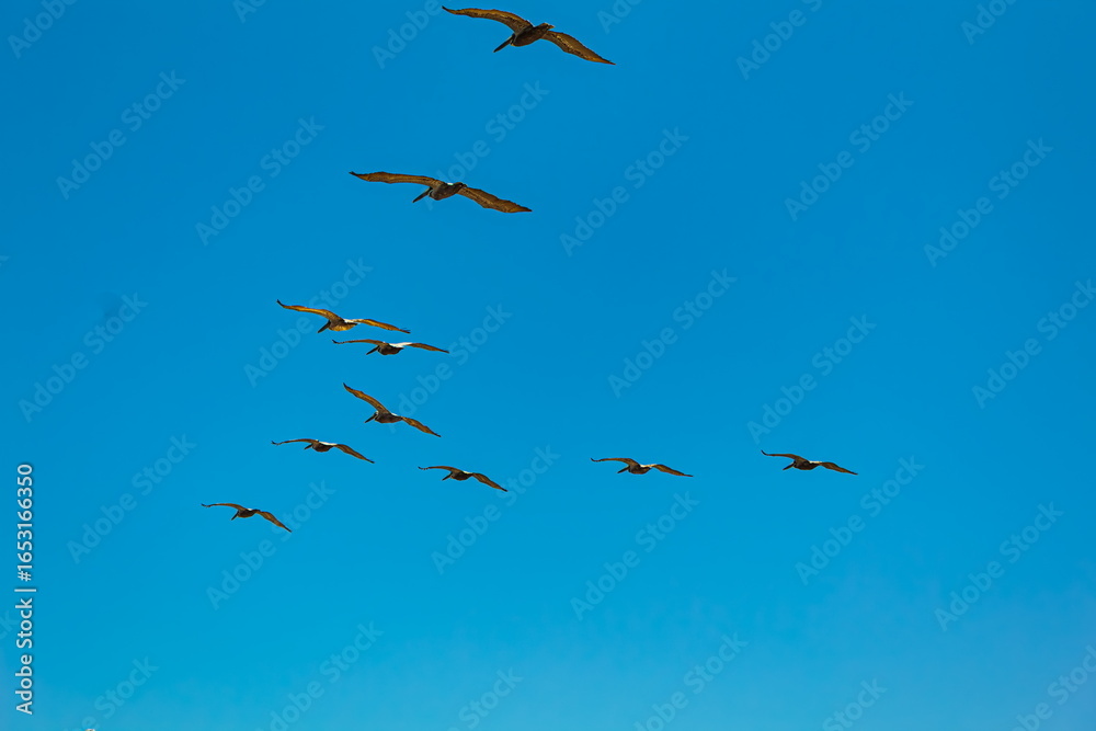 Fototapeta premium birds in flight