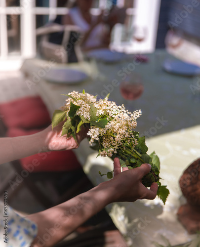 Hands Holding Fresh Elderflowers used for midsummer wreath Outdoors