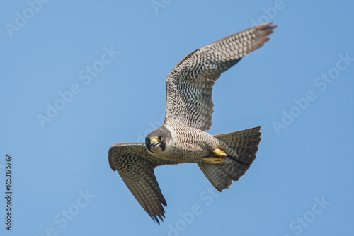 Peregrine Falcon adult flighit taken in northern MN in the wild