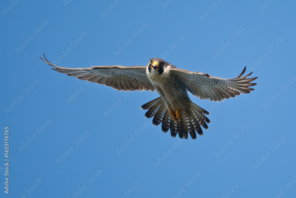 Obraz premium Peregrine Falcon adult flighit taken in northern MN in the wild