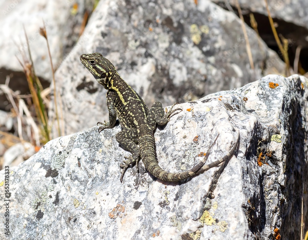 Obraz premium Lizard on a rock