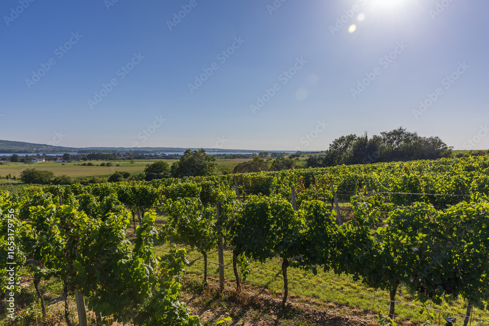 Naklejka premium Vineyard and bunch of ripening wine. Small colorful balls in green leaves