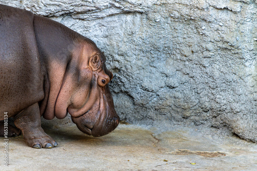 Fototapeta 岩壁に寄り添うカバの横顔クローズアップ、しわまで鮮明に写るカバの質感ポートレート