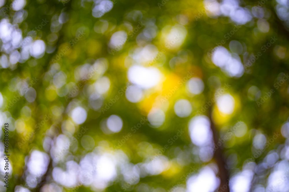 Fototapeta premium Blur green forest background. Blurred leaves form a green background. Forest background, lush green foliage. Greenery nature background. A soft-focus tree backdrop.