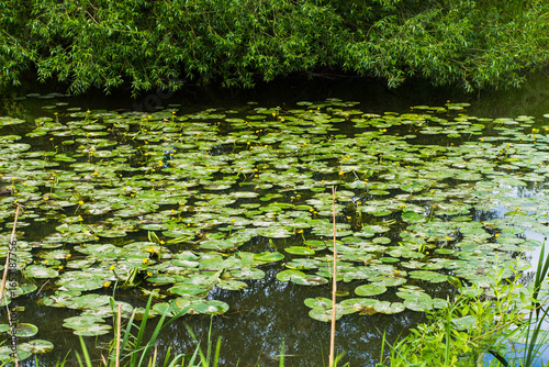 water lilies, pond, reflections, nature, beauty, water, lily pads, water lily blossoms, horizontal, reeds, Gull River, Kawartha Lakes, Ontario, Canada, no people